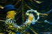 JOE BONAMASSA_35